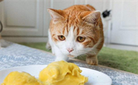 猫可以吃榴莲吗