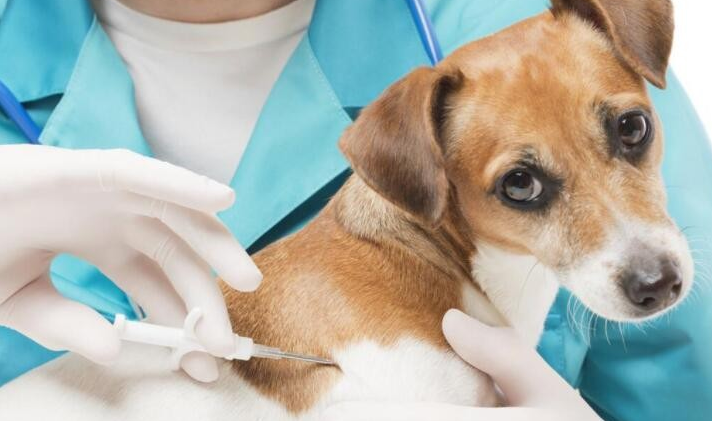 狗打狂犬疫苗注意什么？新手必看