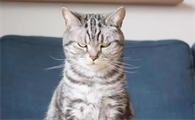 猫记仇的表现