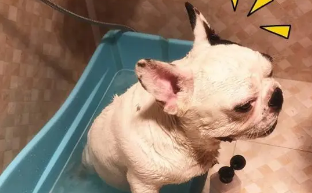 法斗一生认几个主人