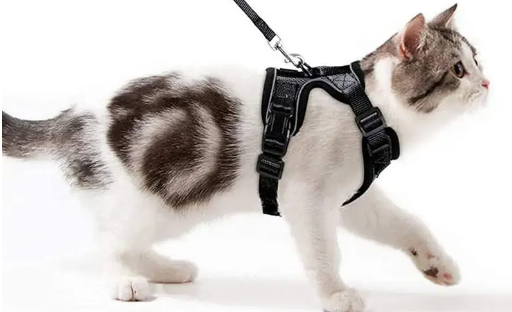 猫有必要买牵引绳吗