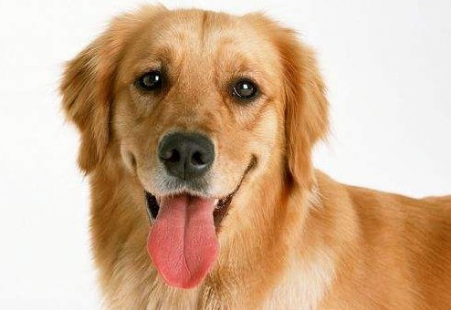 金毛幼犬吃什么有营养？看这里！
