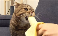 猫可以吃香蕉吗