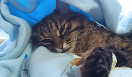 猫咪生病的症状