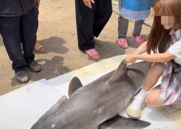 美食博主买噬人鲨烧烤,被罚12.5万元 美食博主买噬人鲨烧烤,被罚12.5万元