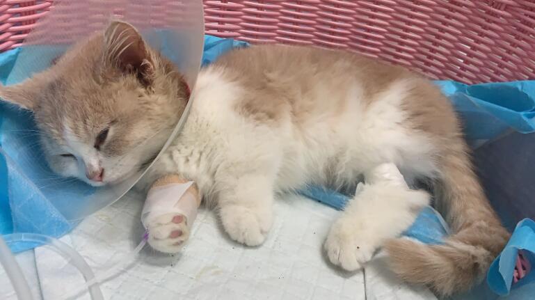猫瘟撑几天就安全了? 猫瘟撑几天就安全了?