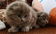 小奶猫怎么养