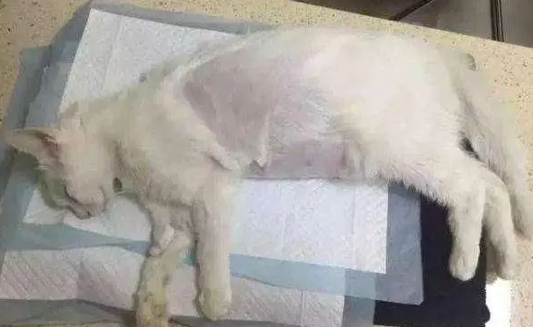 猫传腹早期症状