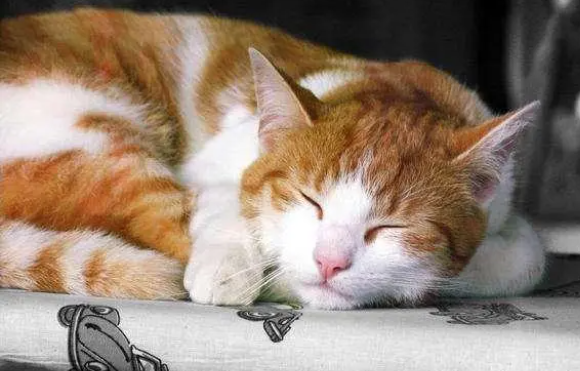 猫发出呼呼呼的声音是怎么回事