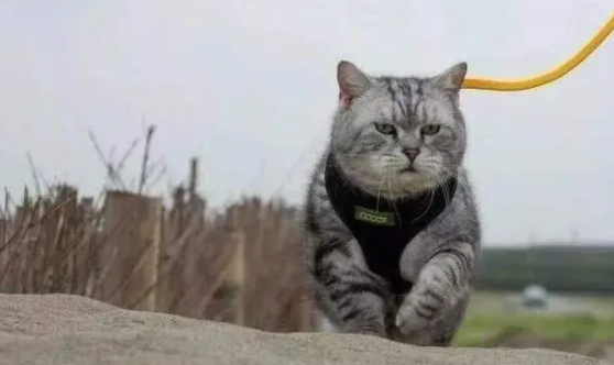 猫也可以用牵引绳吗