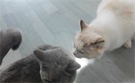 猫发情了怎么办