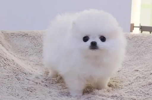 哪里买博美犬