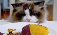 猫可以吃红薯吗