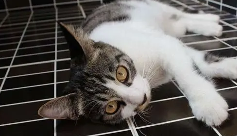猫饿几天会饿死