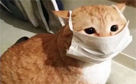 如果疫情阳性家里的猫怎么办