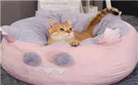 怎么让猫咪熟悉新猫窝