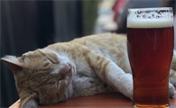 猫能喝啤酒吗