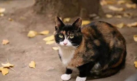 小猫咪，缺的不是食物，而是一个带它走的人