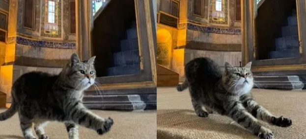 镇馆猫咪恐遭驱逐!后来回应:不会为难猫咪 镇馆猫咪恐遭驱逐!后来回应:不会为难猫咪