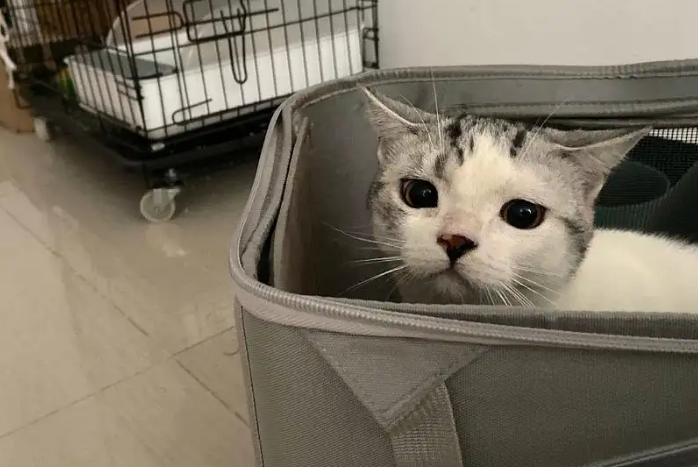 猫三联第二针后可以洗澡吗有影响吗 猫三联第二针后可以洗澡吗有影响吗