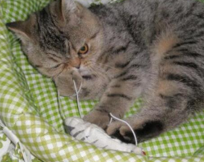 怎么让猫咪睡猫窝 怎么让猫咪睡猫窝