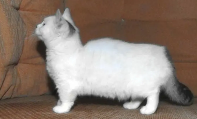 腊肠猫多少钱?想养的来看看吧 腊肠猫多少钱?想养的来看看吧