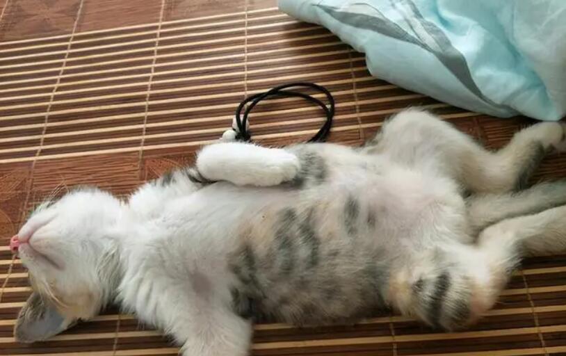 猫传腹到底是什么