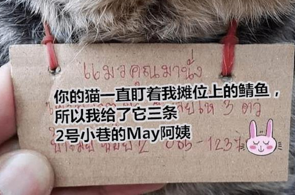 猫咪脖子上挂了个牌子,原来是吃了霸王餐 猫咪脖子上挂了个牌子,原来是吃了霸王餐