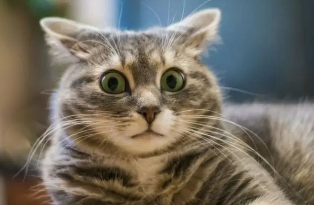 猫最怕什么东西 猫最怕什么东西