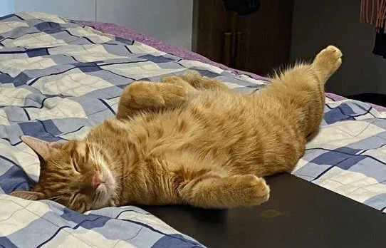 猫的睡姿看信任
