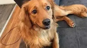牧羊犬离家出走听到哭声回来:让你担心了~ 牧羊犬离家出走听到哭声回来:让你担心了~
