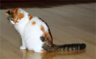 猫咪多久成年