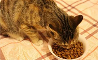 猫不能吃什么
