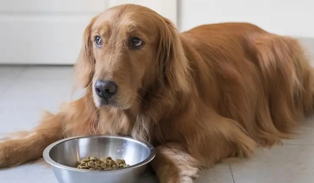 狗狗小知识：金毛狗粮一次喂多少？