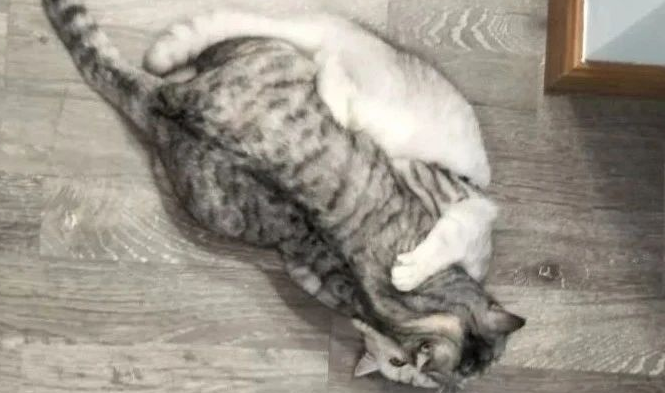 猫咪配种需要配几天