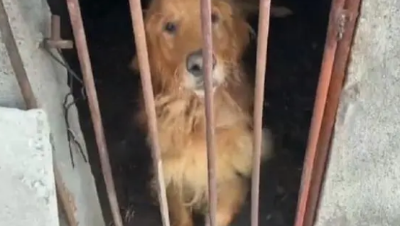 金毛被关猪圈无人问津，主人：没时间养