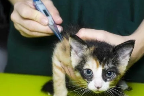 猫咪发烧怎么办