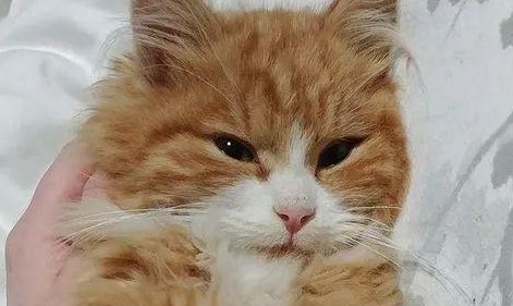 网友救了只橘猫,用了这招后猫变超甜美 网友救了只橘猫,用了这招后猫变超甜美