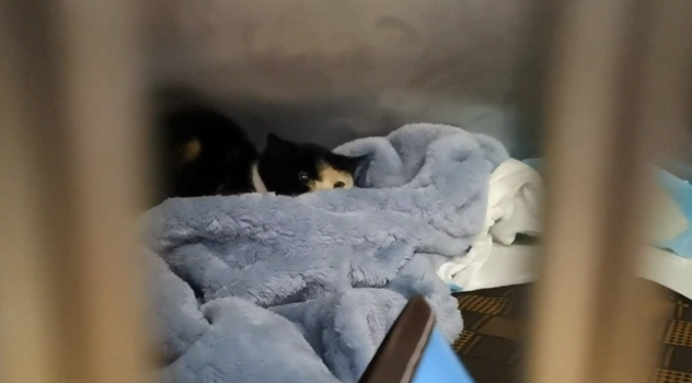 被老鼠粘粘住后的三花猫,获救后,性格大变 被老鼠粘粘住后的三花猫,获救后,性格大变
