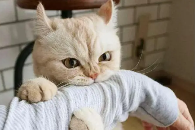 打猫咪会记仇吗 打猫咪会记仇吗