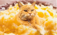 猫能吃土豆吗