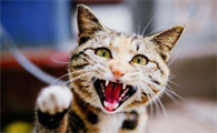 猫有狂犬病吗