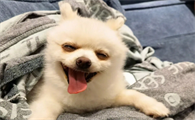 博美吃什么品牌的狗粮没有泪痕
