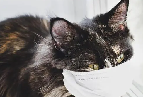 猫冠状病毒怎么治疗？铲屎官来了解下吧