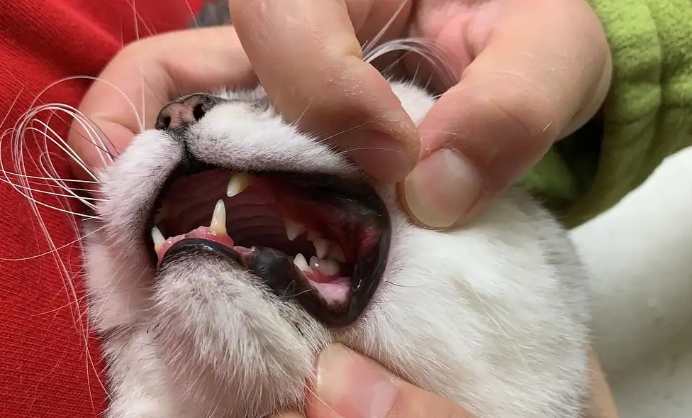猫得了口炎用什么药