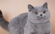 猫发腮的黄金期