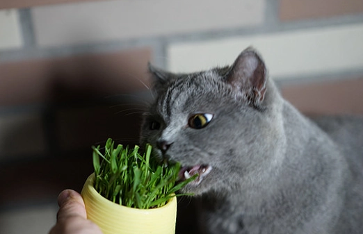 猫能吃韭菜吗 猫能吃韭菜吗