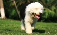 古牧犬好养吗
