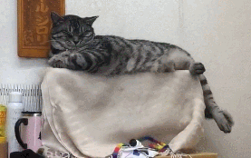 猫咪售票员态度极差!但太可爱只能原谅它! 猫咪售票员态度极差!但太可爱只能原谅它!