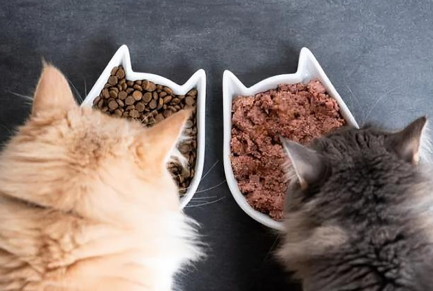 20g猫粮大概多少